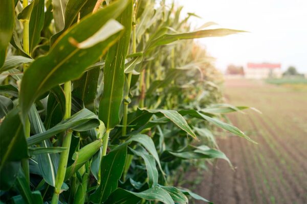 Mapa registra quatro defensivos agrícolas inéditos para uso dos agricultores