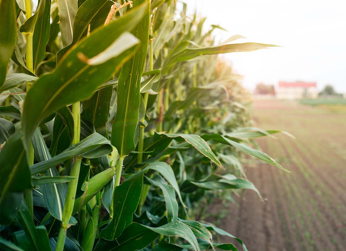 Mapa registra quatro defensivos agrícolas inéditos para uso dos agricultores