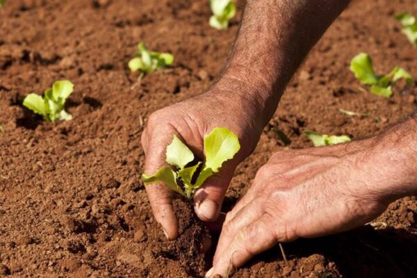 Mapa publica requisitos e procedimentos para inscrição no Cadastro Nacional da Agricultura Familiar (CAF)