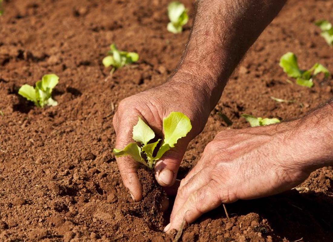 Mapa publica requisitos e procedimentos para inscrição no Cadastro Nacional da Agricultura Familiar (CAF)