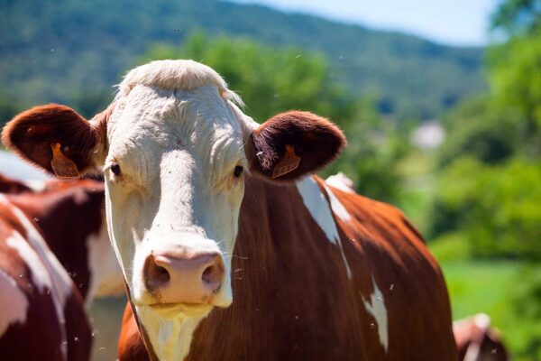 Mapa apoia adesão de São Paulo ao sistema nacional de inspeção de produtos de origem animal