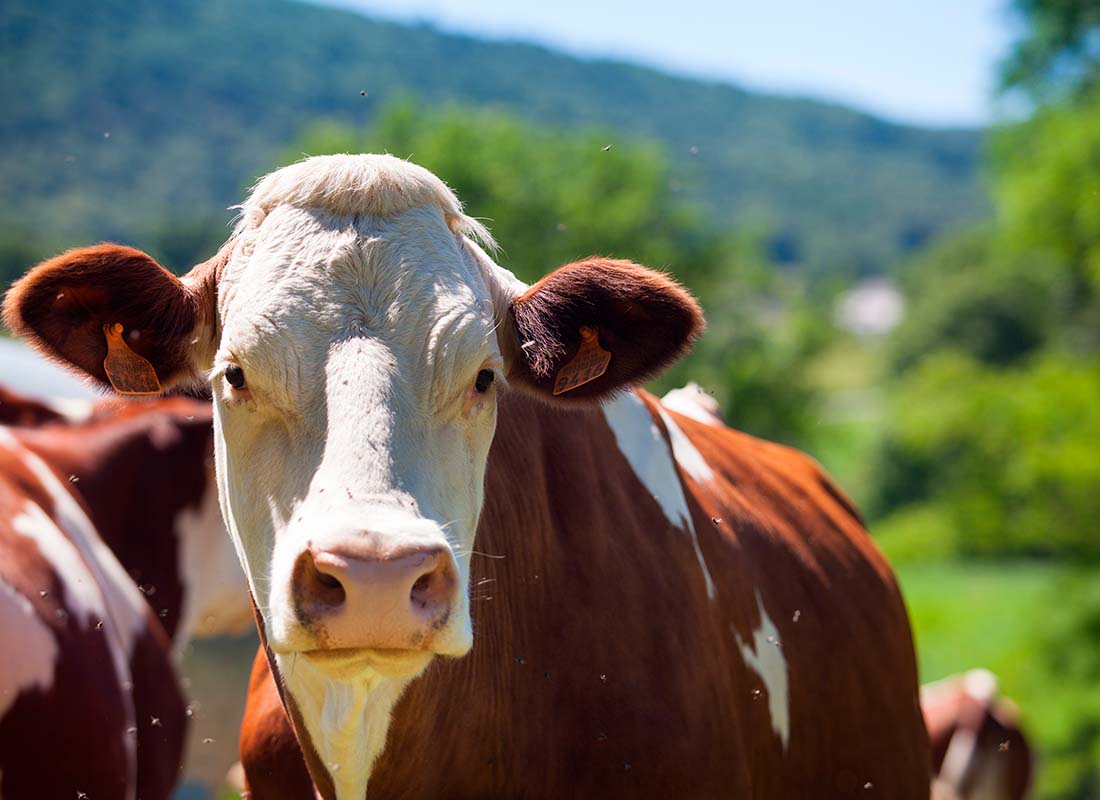 Mapa apoia adesão de São Paulo ao sistema nacional de inspeção de produtos de origem animal