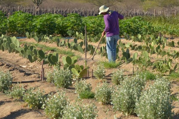 CMN facilita renegociação de dívidas de produtores rurais
