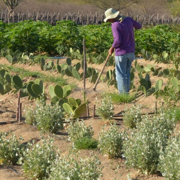 CMN facilita renegociação de dívidas de produtores rurais