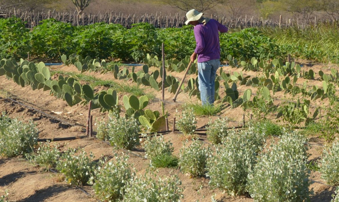 CMN facilita renegociação de dívidas de produtores rurais